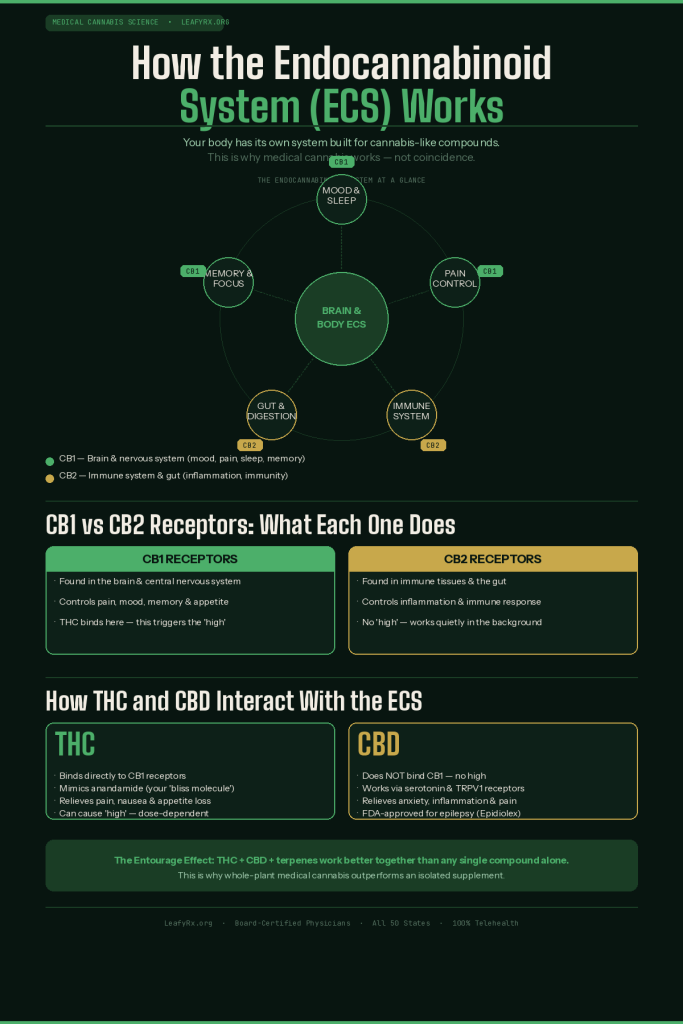 leafyrx Endocannabinoid system