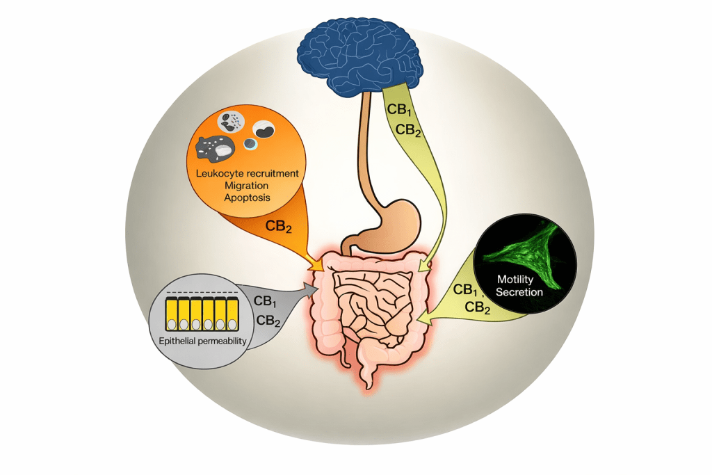 understanding why cannabis and crohn's disease intersect requires a grounding in the endocannabinoid system (ecs)