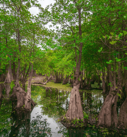 Bluebonnet Swamp Nature Center, Baton Rouge