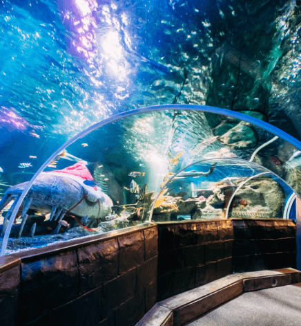 Shreveport Aquarium, Shreveport