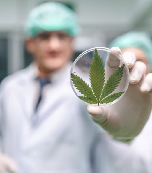 Eligibility requirements for a medical marijuana card