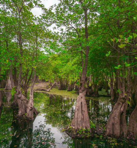 bluebonnet swamp nature center