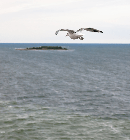 erie bird observatory